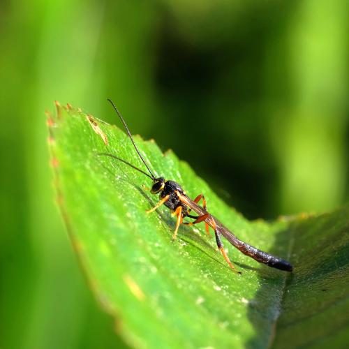 Trichomma sp.